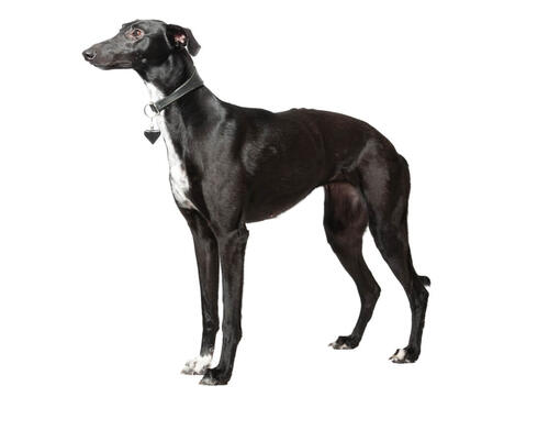 Fat best sale whippet dog